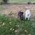 1 year old lab mix 9 thumbnail