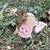 Kunekune Piglets 3 thumbnail