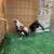 Roosters/Gallos Gamefowl 4 thumbnail