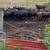 Bred cattle 8 thumbnail
