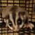 Sugar gliders 5 thumbnail