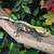 Male Crested Gecko 1 thumbnail