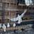 Beautiful White Pigeons 11 thumbnail