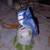 Collectable Avon Blue Jay Porcelain Bell 10 thumbnail