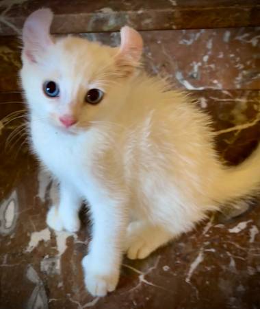 American Alpine Curl Kittens (brentwood / oakley)63861571426561124