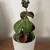 Succulent Plant 13” H. 1 thumbnail