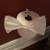 GREAT HOUSE CLEANERS, ORGANIZERS, PACKERS, MOVERS, HANDYMAN... ETC 4 thumbnail