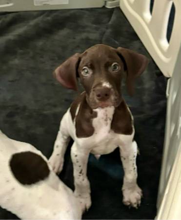 Cachorros de pelo corto alemán (Hanford)63695922189313120