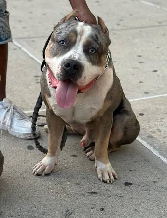 Puppy bully63875536162179124