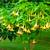 Angel Trumpet Trees Yellow 2 thumbnail
