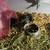 Guinea pigs 20.00 12 thumbnail