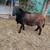 Ram lambs - Dorper Katahdin lewis county 1 thumbnail