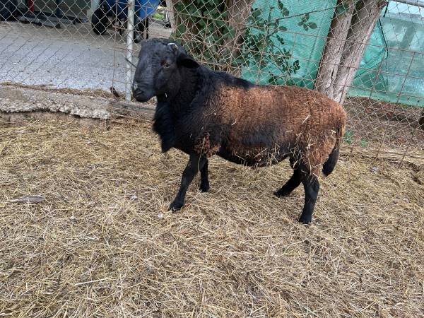 Ram lambs - Dorper Katahdin lewis county 1