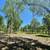 Land for sale 14.86 Acres approx. Somerville, TX 77879 10 thumbnail