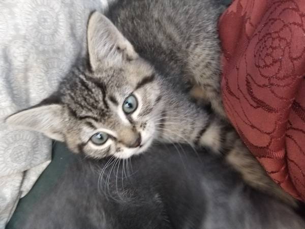 gatita perdida gris y blanca atigrada de pelo corto 8/25 (Skyliners road 18600-4606 o South Safeway 97)63824690164355120