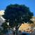 SolGrove Tree & Landscape 🌳🌲 2 thumbnail