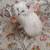 Bengal kittens 15 thumbnail