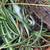 free spider plants 2 thumbnail