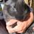 Bunnies 8 thumbnail