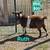 Nigerian Dwarf Goats 13 thumbnail