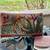 Anuschka Leopard in Paradise Hand Painted Leather Trifold Wallet NWT 2 thumbnail