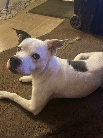 My dog pinto still missing! (Glendale)63967285485954120