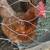 Four red layer hens. 18 months old. Price is for all four 2 thumbnail