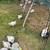 Young chickens 2 thumbnail