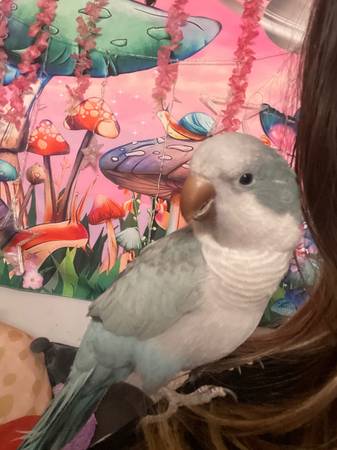 Loro maschio Quaker (Merrillville)63844234529793121