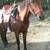 Mustang named harley 3 thumbnail
