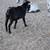 Male Goat 4 thumbnail