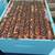 20 FRAME COMPLETE 2025 QUEEN  HONEYBEE HIVES RAISE YOUR OWN HONEY BEES 14 thumbnail