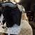 BACKPACK CLEAR FOR SMALL PETS!! 5 thumbnail
