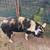Young Kune Kune Piggy 2 thumbnail