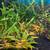 Neocaridina Shrimp (Orange sunkist  and Yellow Neon) 1 thumbnail