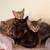Kittens 5 thumbnail