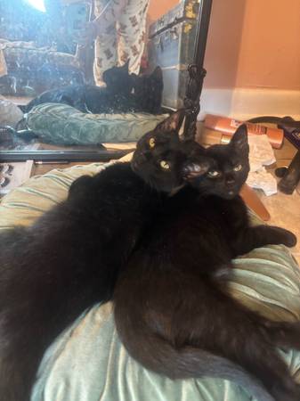 Dos gatitos negros dulces (Johnson City)63875645825409120