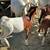 Boer Male Goats 1 thumbnail