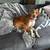 Beautiful English Pointer mix - $50 rehoming fee - see pics in post 1 thumbnail