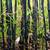 Black Bamboo  Phyllostachys nigra Plant in pot natural 3 thumbnail
