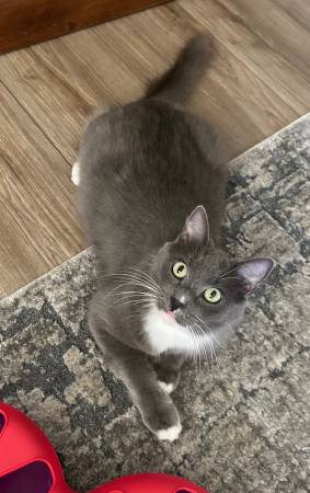 Russian blue mix cat to good home - spayed and vaccinated63679359642625122