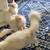 Maine Coon Kitten in Lakewood 4 thumbnail