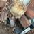 Chicks 8 thumbnail