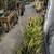 Drought Tolerant Castus / Succulents for Sale Starting @ $5.00! 2 thumbnail