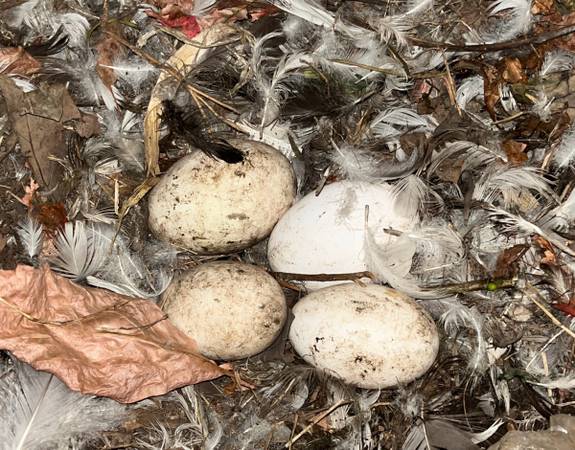 Duck Eggs 1