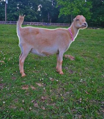 Mini lamancha doe 1
