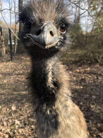Proven breeding age pair of EMU for sale - NPIP 1