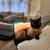 Large Bedroom in Alhambra Townhouse – $1300 7 thumbnail