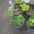 Seedless Champagne Table Grape plants 3 thumbnail