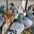 Pigeons and Rabbits 2 thumbnail
